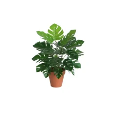 Monstera Green