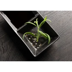 Wabi Sabi Sauce Skåle - Sort